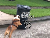ゴミ箱は敵！ゴミ箱を見かけると体当たりして倒そうとする犬