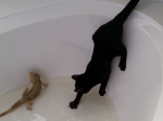 リアクション芸人並ｗ フトアゴヒゲトカゲに興味を持った猫の結末・・・。