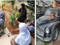 飼い主が亡くなって2年間、毎日欠かさずお墓参りをする猫（マレーシア）