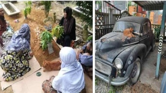 飼い主が亡くなって2年間、毎日欠かさずお墓参りをする猫（マレーシア）