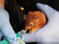 小動物に追いかけられるという恐怖。怖いというよりもどうしてあげたら良いのかわからず警察に助けを求める。(ドイツ)
