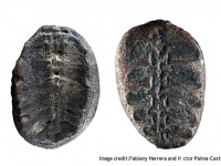 古代植物と考えられていた化石、実は亀の赤ちゃんだった。ポケモンにちなんだ愛称がつけられる
