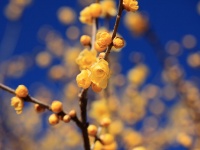ロウバイの花（TANAKA Juuyohさん撮影、flickrより）