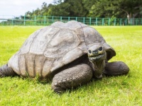 191歳になりました。世界最高齢のカメ「ジョナサン」が誕生日を迎え今年もギネス世界記録を更新