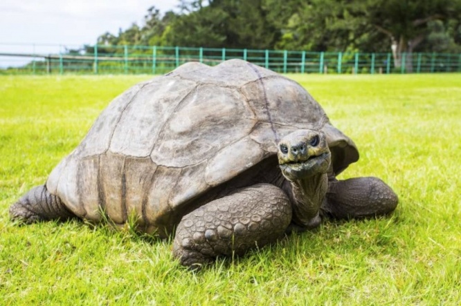 191歳になりました。世界最高齢のカメ「ジョナサン」が誕生日を迎え今年もギネス世界記録を更新