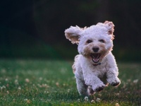 幸せすぎて尻尾を振りすぎ痛めてしまった犬。「ハッピーテイル症候群」と診断される