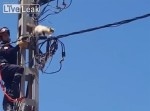 「付いてこないで〜！」電柱から降りられなくなってしまった猫の救出劇！