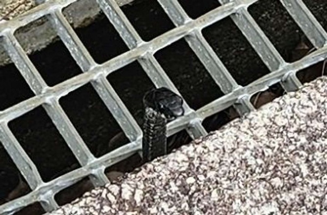 ちょこんと頭が!(画像は編集部でトリミング)