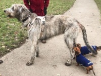 身体は大きいけど心も広いよ！優しいデカ犬アイリッシュ・ウルフハウンドを愛でる写真集