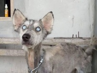 これがハスキー？バリ島で変わり果てた姿のハスキー犬が保護される。その10ヵ月後、本来の姿を取り戻す