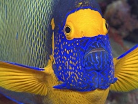 夏本番へのカウントダウン開始！美しい熱帯魚を眺めながら、猛暑をやり過ごそうじゃないか