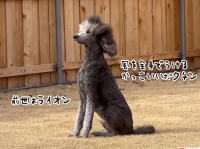 ライオンのつもり。風を全身で受け堂々とポーズを決める犬