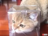 ディズニー映画かな？猫の鼻先にチョウが止まるというファンタジーな光景