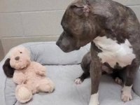 飼育放棄されていた片耳の犬、保護施設でもらったぬいぐるみの犬を片耳にして大親友に