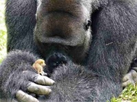シルバーバックの大きなゴリラの親友は、その指先ほどの小さな動物。やさしくいたわり一緒に遊ぶ（カメルーン）