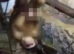 よいこは見ちゃだめ！　動物園の猿が目の前でオ◯二ー【動画】