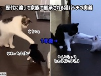 猫から子猫へ、子猫が大人になり別の子猫へ。猫パンチの奥義が継承されていく様子