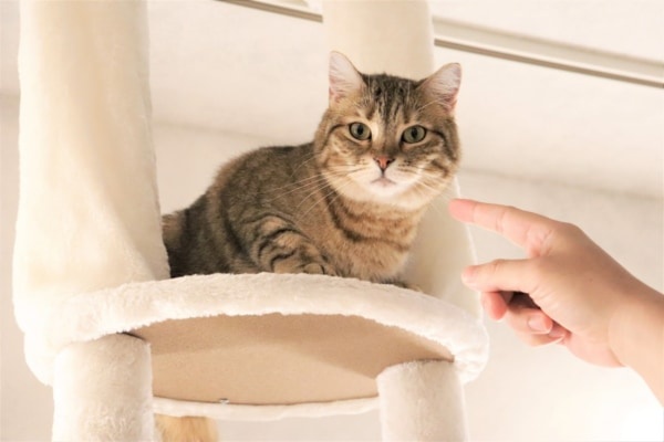 「猫の街」にお邪魔します！　自由な姿に癒やされまくりの新スポット