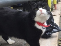 英国外務省所属の猫「パーマストン」が4年の任務を終え引退を発表
