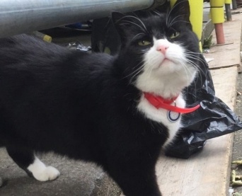 英国外務省所属の猫「パーマストン」が4年の任務を終え引退を発表