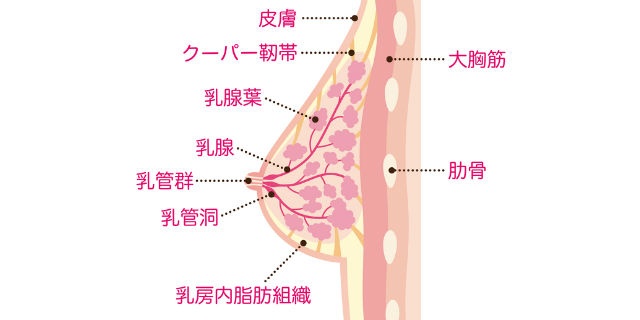 胸の構造