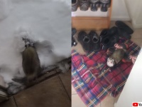 フェレット、初めての雪に大興奮で全力バック走行