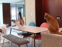 愛猫たちのホームアローン。猫たちにお留守番を頼んでみたところ、彼らの知らなかった一面が見えてきた
