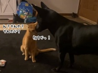 これは速い！猫の格闘技が華麗に決まりすぎて犬ワンラウンドKO
