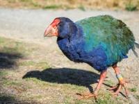 うれしいニュース。絶滅したと思われていた先史時代の鳥「タカヘ」がニュージーランドの野生に戻る