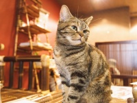 癒される！ 東京都内のおすすめの「猫カフェ」5選