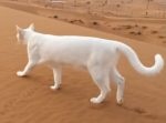 さすがハンター。砂漠の上を歩く猫の姿が美しい