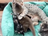 この子もかわいい私の子。カワウソの子を我が子同様にいたわる母猫