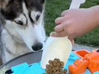 愛犬の一気食い防止策なのか？パクパクカバVSハスキーの攻防戦