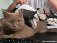 いきなりギネス？猫に靴下を何足乗せたら動くのかを実験したら超絶記録を達成！