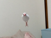 「こっちに向かってくる！」まるでミサイルのような突撃体勢の鳥さんに12.1 万いいね！