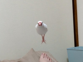 「こっちに向かってくる！」まるでミサイルのような突撃体勢の鳥さんに12.1 万いいね！