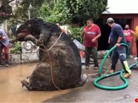 下水から巨大ネズミが出現！その正体は？（メキシコ）