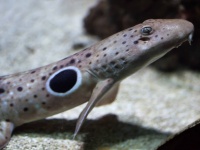 「歩くサメ」の赤ちゃんは生まれた瞬間から歩くことができることが判明