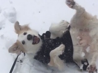 雪が降るとテンションマックス！転がりまわって犬拓をつけまくる犬