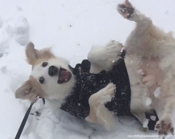 雪が降るとテンションマックス！転がりまわって犬拓をつけまくる犬