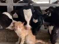 牛も猫の魅力にはあらがえなかった。1匹の猫を牛が総出でグルーミング