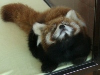 かわいー！　たのしー！　また行きたいー！　女子に人気の動物園ランキング♪