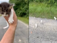 子猫を一匹見かけたので保護しようと思ったら、出て来る出て来る総勢13匹！