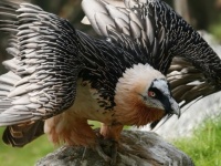 ヒゲワシにサンキュー！動物の死骸を跡形もなく処理、その骨も砕いて食べる「地球の清掃係」 ヒゲワシはリサイクルの達人