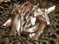 可食部も小さいので大量に用意する必要がある（画像は記者の実家での様子）