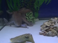 タコとイカがお得意の擬態能力を駆使してかくれんぼを楽しむ