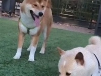 賢い柴犬、仲間からヨーグルトの空容器を鮮やかにゲットだぜ！