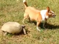 カメだってかまわれたい。カメを無視した犬に対する行動