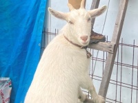 大好きな飼い主を見ていたくって...〝順番待ち〟するヤギに2.2万人ほっこり　「頭がいいな」「優しい」