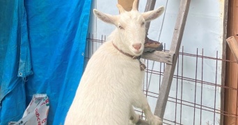 大好きな飼い主を見ていたくって...〝順番待ち〟するヤギに2.2万人ほっこり　「頭がいいな」「優しい」